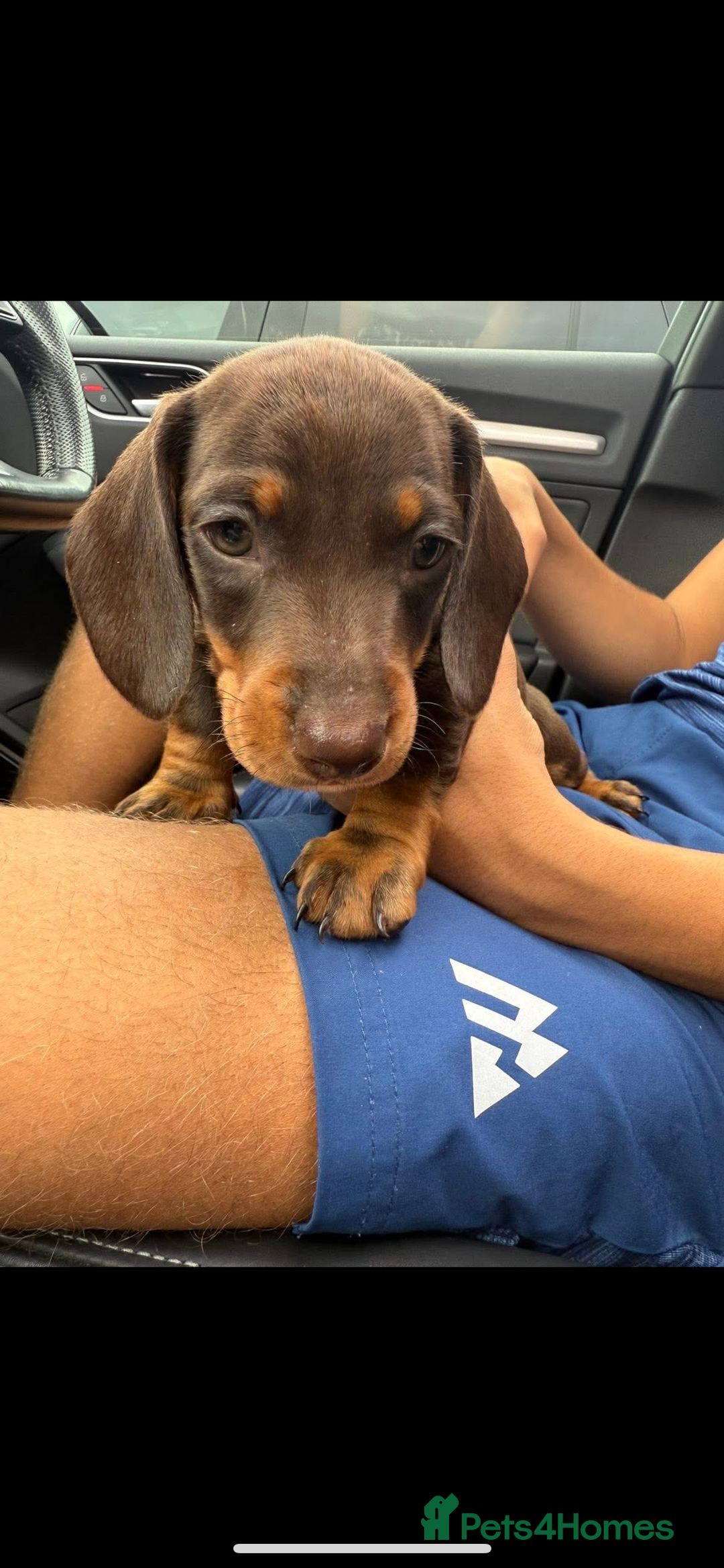 Dachshund dogs for sale: Chocolate and tan male dachsund - Image 2