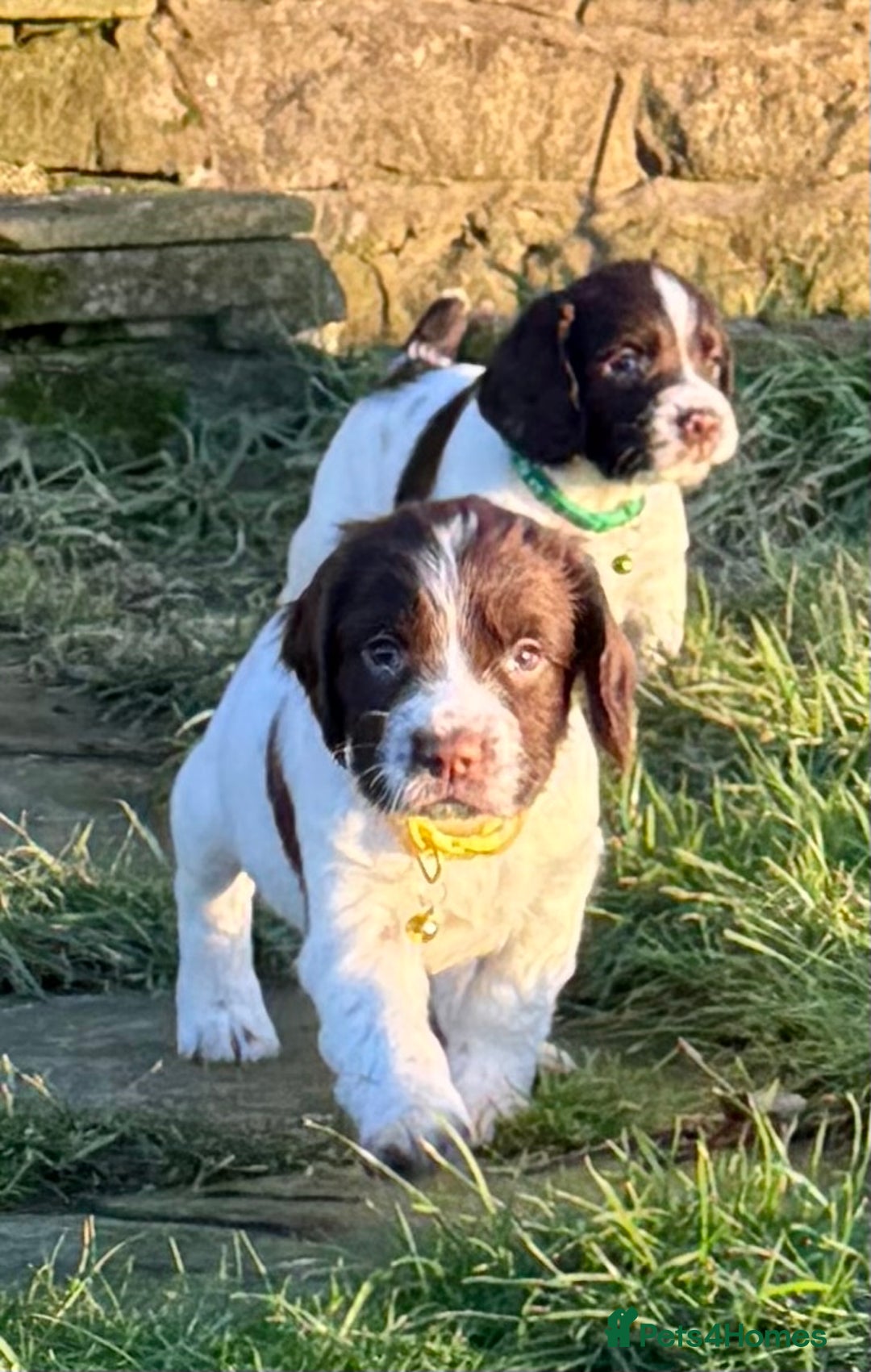 English Springer Spaniel dogs for sale: Beautifully marked, kc registered, legally docked. - Advert 15