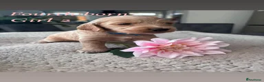 Cockapoo Melody