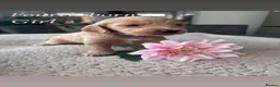 Cockapoo dogs for sale: Beautiful Cockapoo F1B Puppies  🐶❤️ - Advert 9