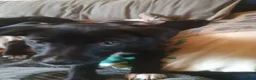 Mixed Breed dogs for sale: Patterdale x Welsh collie  - Advert 7