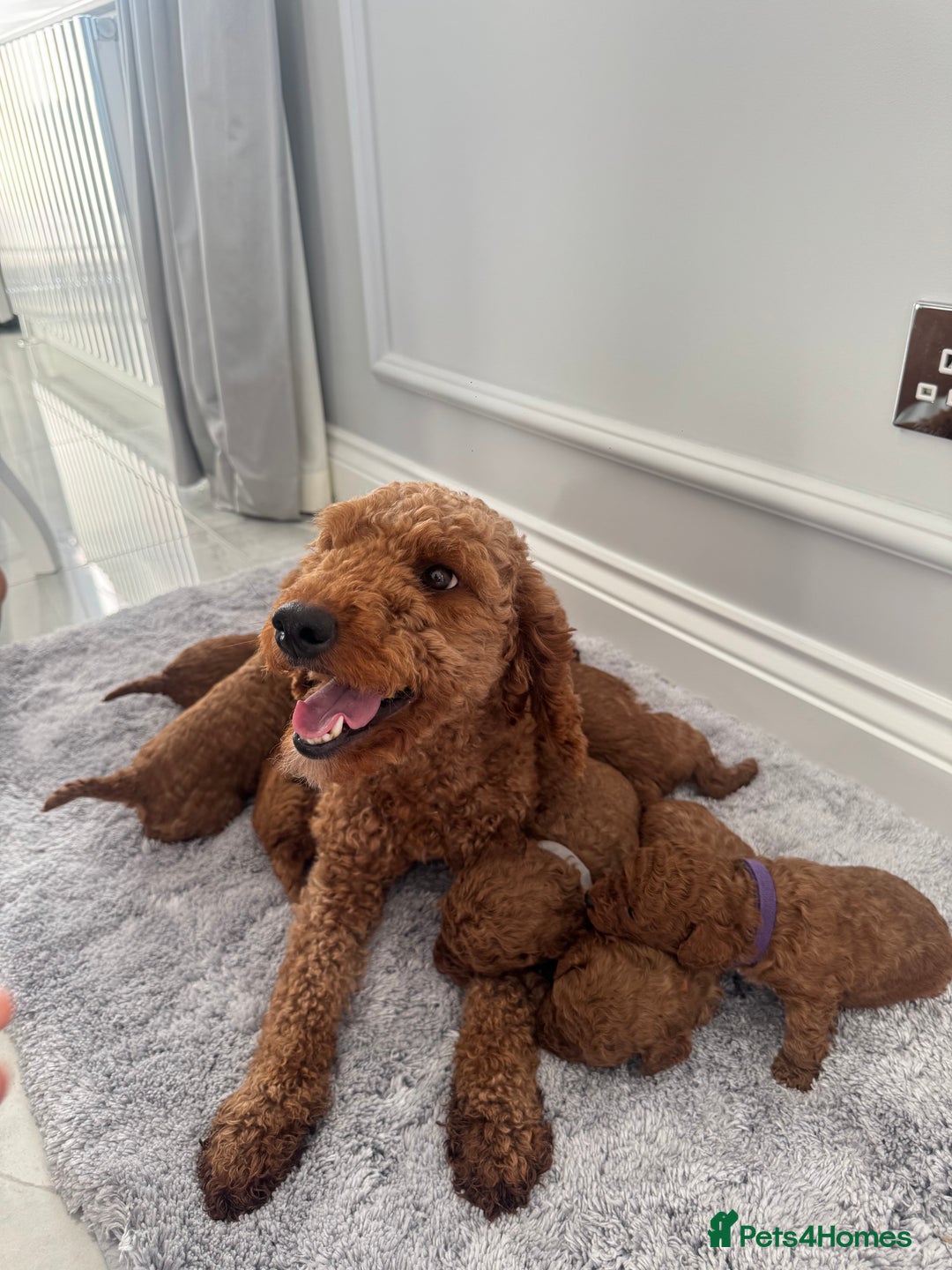 Cockapoo dogs for sale: ✨ Stunning F1b Cockerpoo Puppies Available ✨ - Advert 2