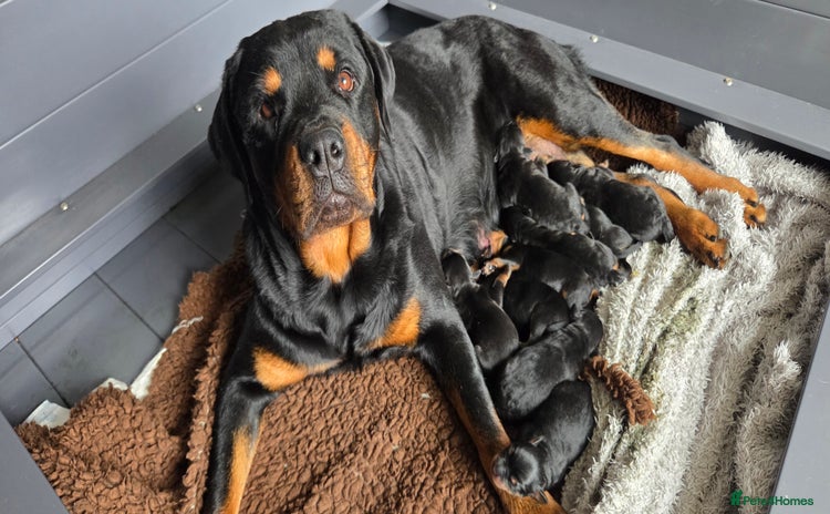 Rottweiler dogs - Advert 11
