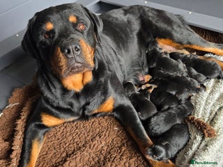 Rottweiler dogs - Advert 2