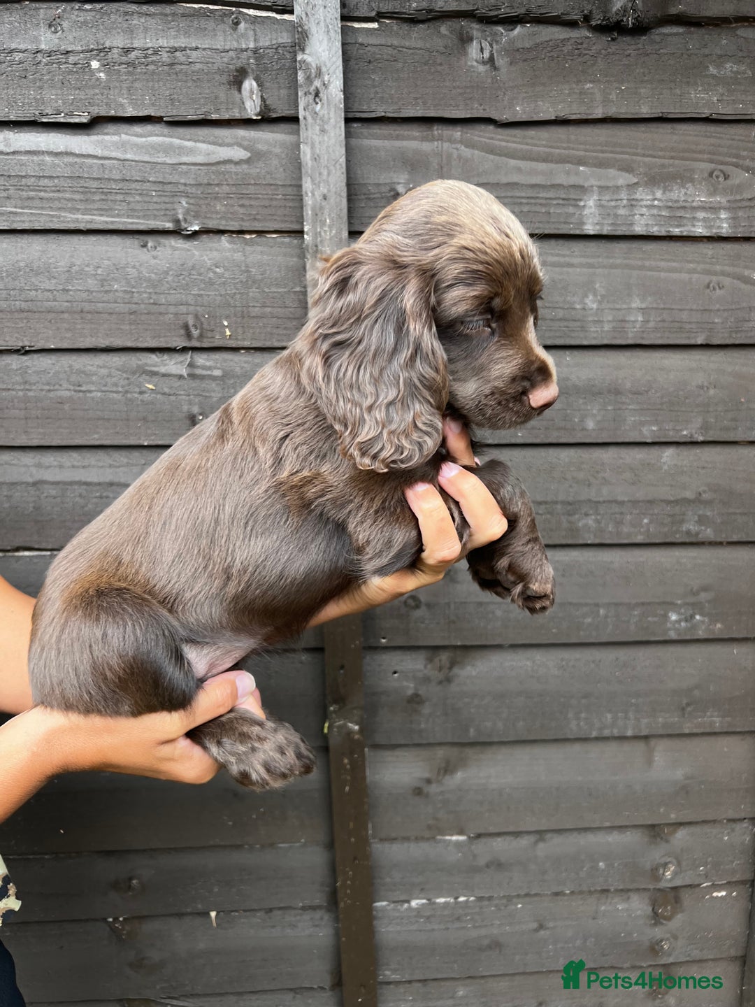Cocker Spaniel dogs for sale: Cocker spaniel female puppies  - Image 19