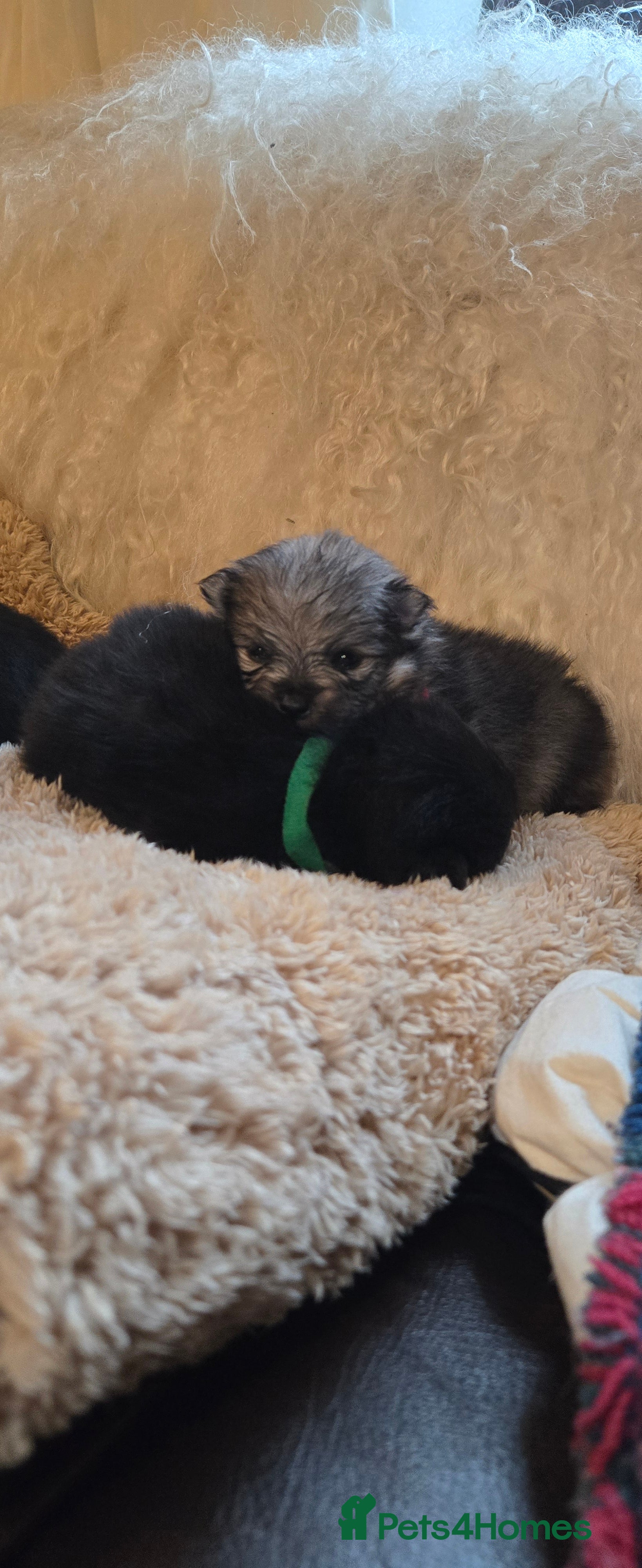 Pomeranian dogs Pretty Pomeranians  - Advert 1