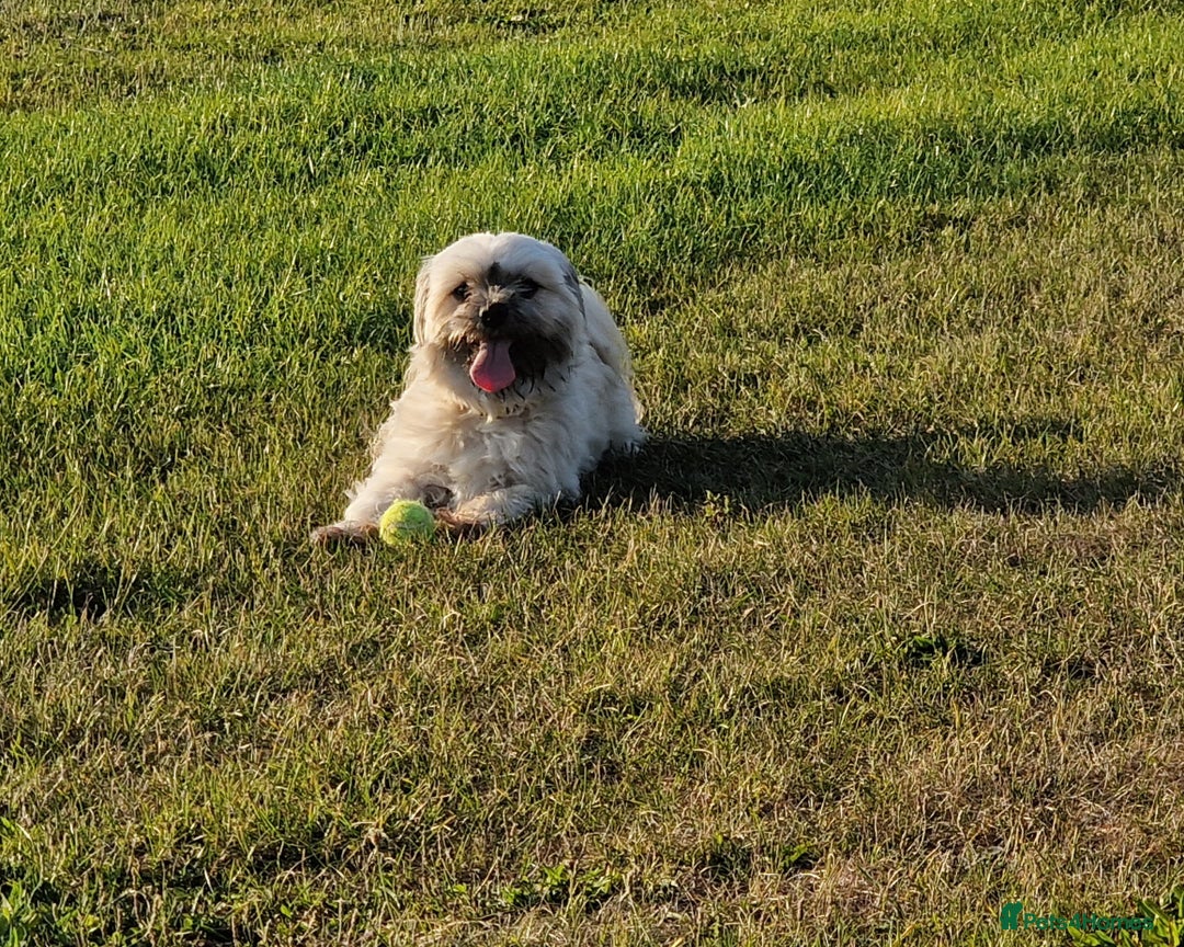 Mixed Breed dogs for sale: Gorgeous Lhasa - Image 3