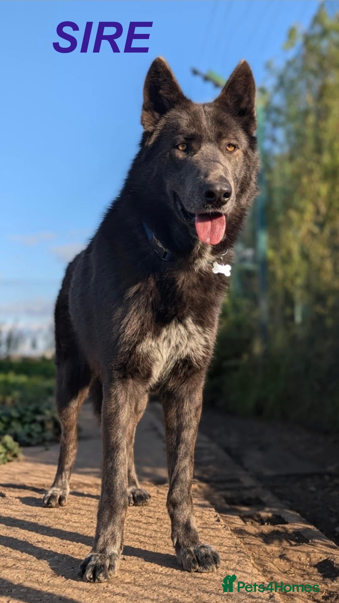 Saarloos Wolfdog dogs Extensively Health Tested Wolfdog Puppies - Advert 1