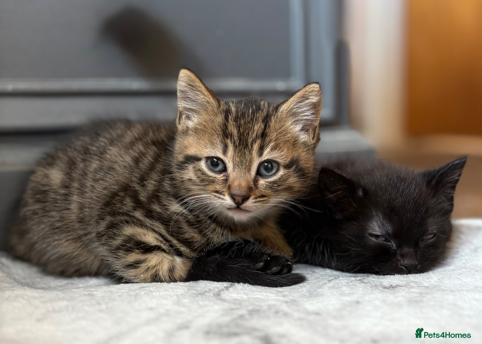 Mixed Breed cats Small litter of beautiful Kittens - Advert 1