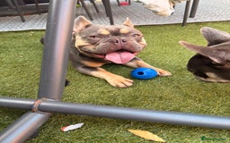 French Bulldog dogs for sale: Male French bulldog - Image 3