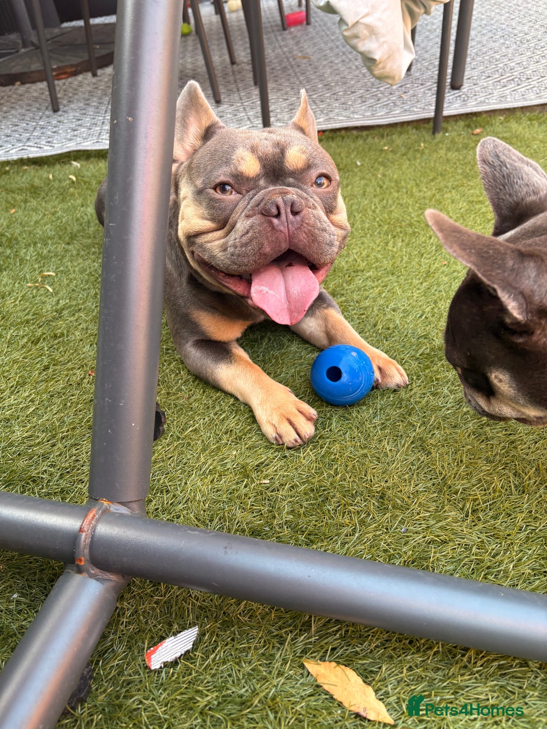 French Bulldog dogs for sale: Male French bulldog - Image 3