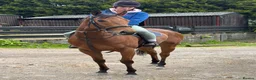 English Thoroughbred horses for sale: Lizzie The Yard Legend  - Advert 3