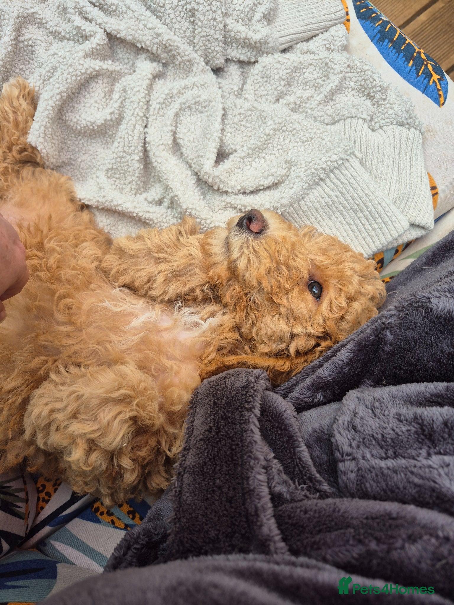 Double Doodle dogs for sale: Golden doodle x labradoodle pups - Advert 3