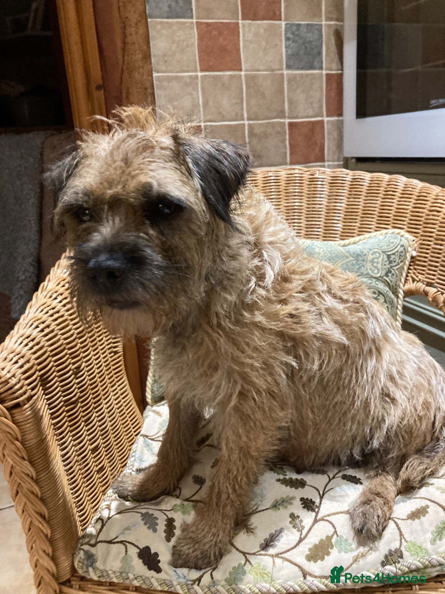 Border Terrier dogs Quality Border Terrier Puppies - Advert 1