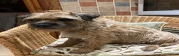 Border Terrier dogs for sale: Quality Border Terrier Puppies - Advert 1