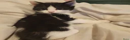 Mixed Breed cats for sale: 6 playful kittens - Advert 8