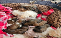 Shih Tzu dogs for sale: Shih tzu puppies - purebreed - licenced breeder  - Image 10