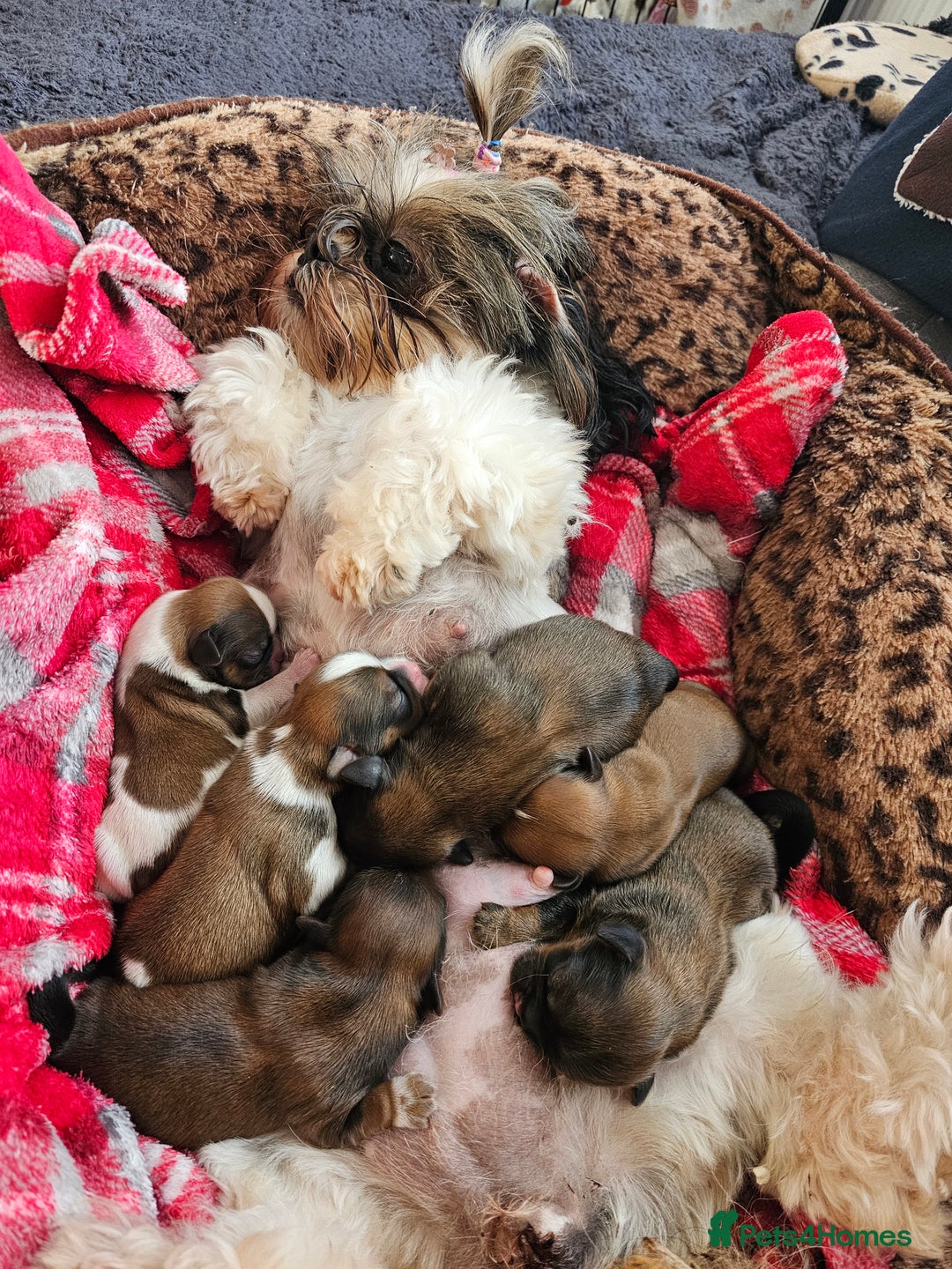 Shih Tzu dogs for sale: Shih tzu puppies - purebreed - licenced breeder  - Image 10