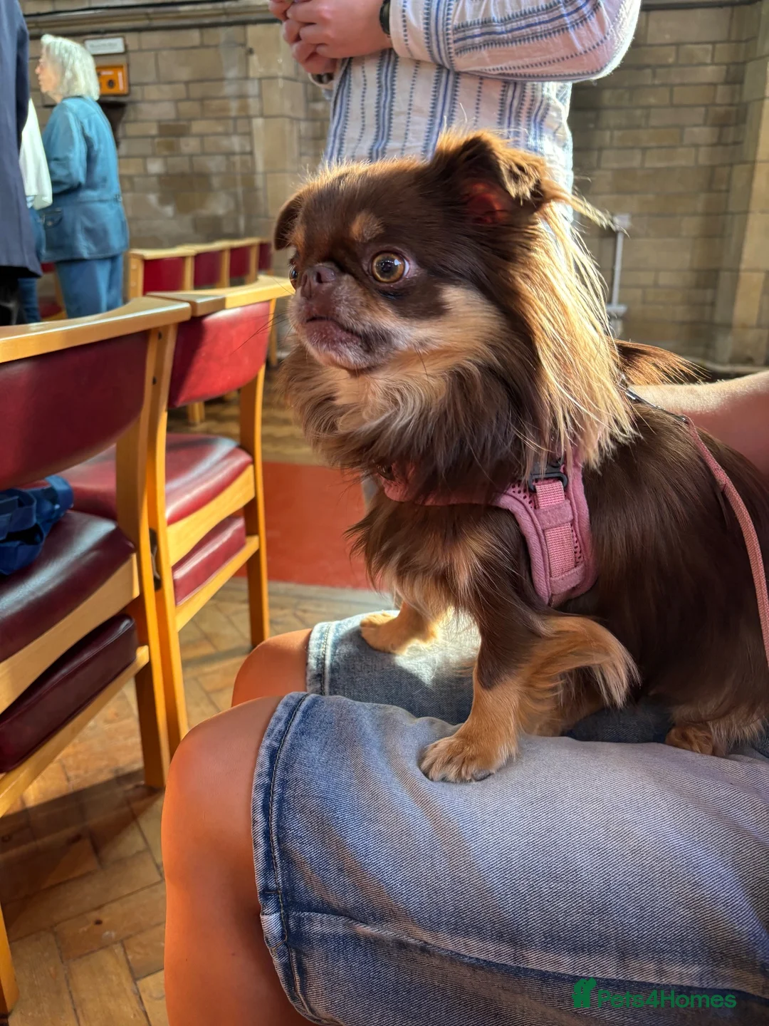 Chihuahua dogs for sale: Two chihuahua brothers looking for a new home - Advert 2