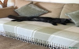 Maine Coon cats for sale: Black Smoke Maine Coon 8 months  - Image 2