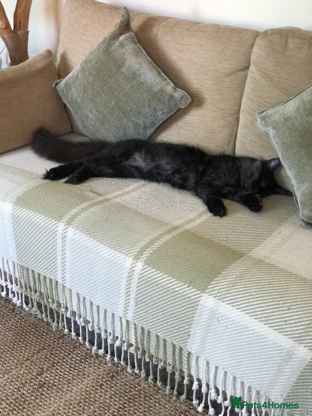 Maine Coon cats for sale: Black Smoke Maine Coon 8 months  - Image 2