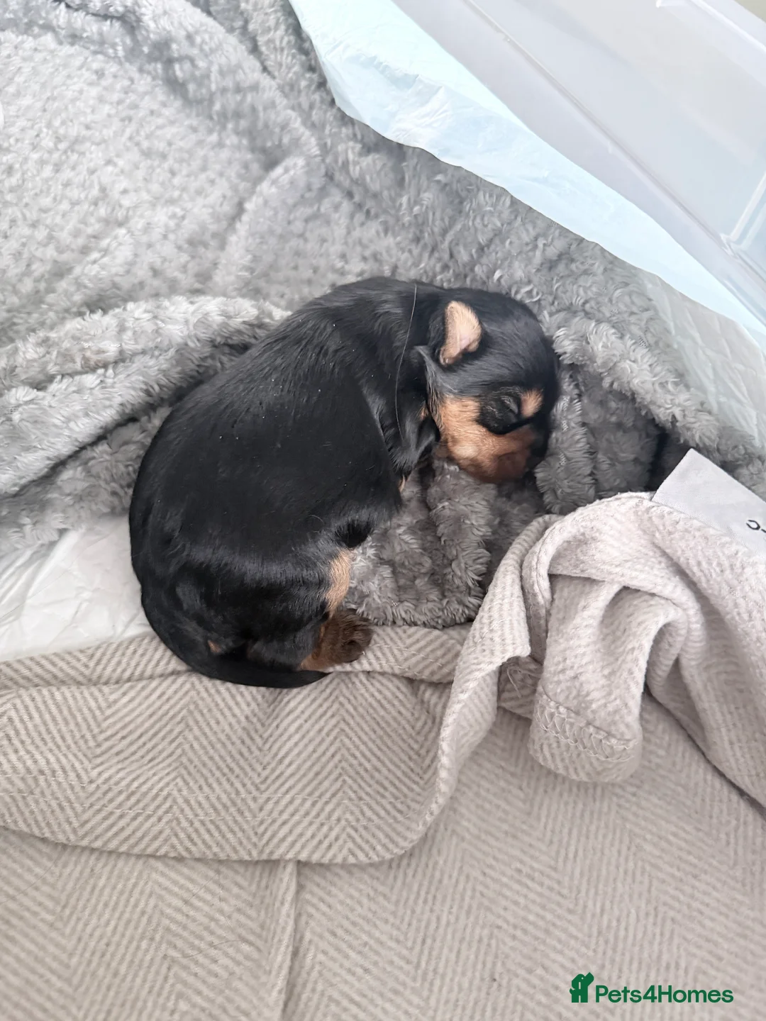 Yorkshire Terrier dogs for sale: Adorable Bonnie Yorkshire Terrier Puppy  - Advert 3