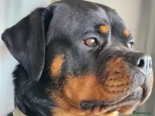 Rottweiler dogs Roxy the lovable Rottie - Advert 6