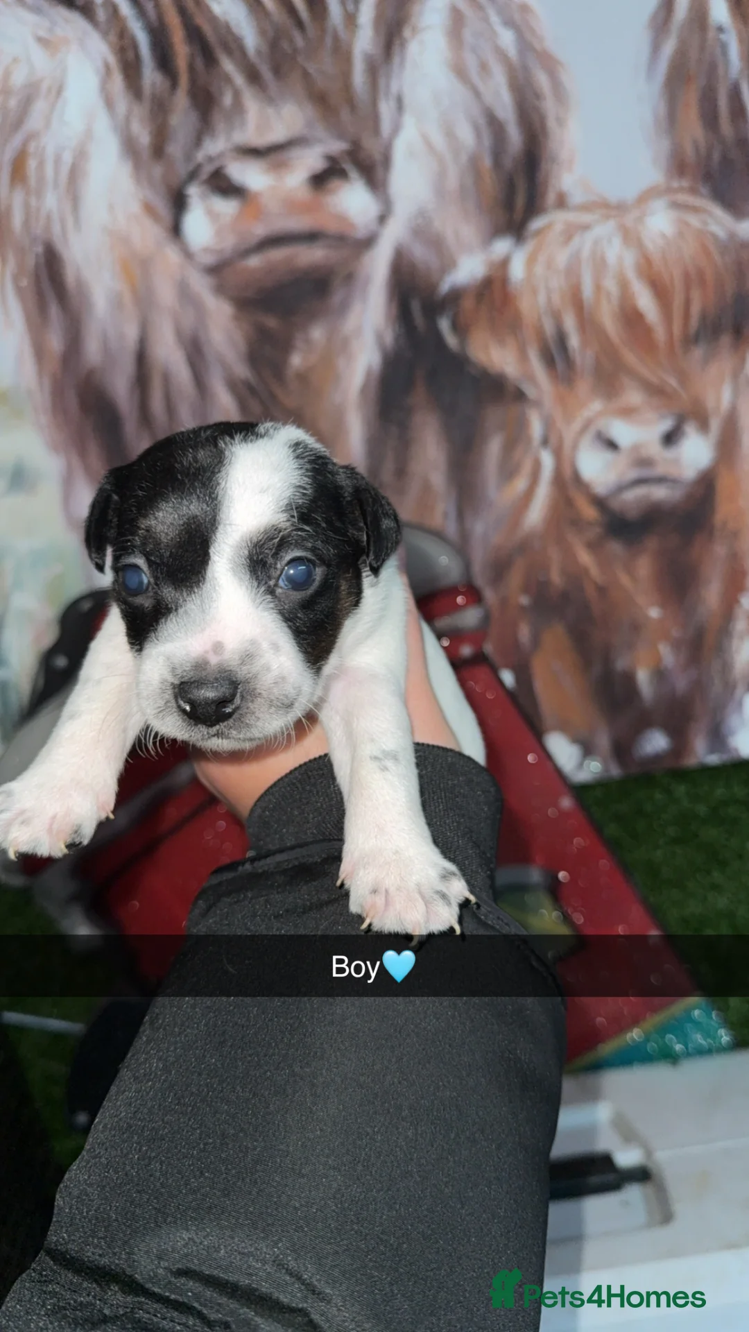 Patterdale Terrier dogs for sale: Beautiful patterdale terrier puppies  - Advert 1