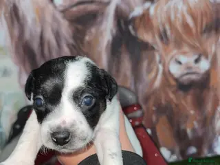 Patterdale Terrier dogs Beautiful patterdale terrier puppies - Advert 3