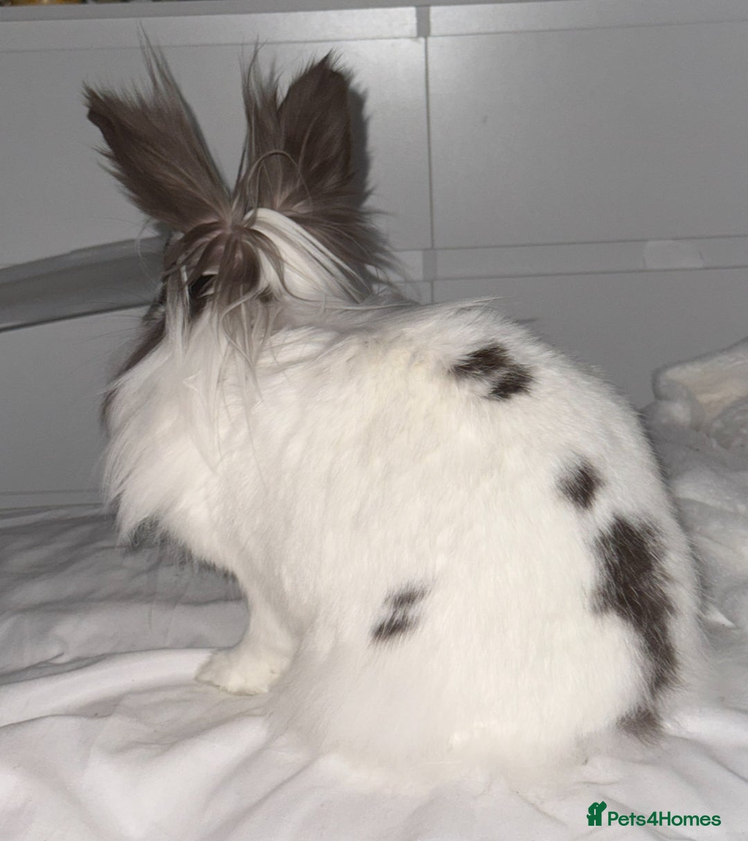 Lionhead rabbits for sale: Minnie - Image 3