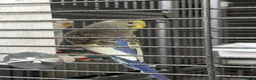 Budgerigars birds for sale: 6 budgies for sale beautiful colpurs - Advert 3