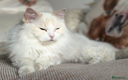 Ragdoll cats for sale: Loving pair of cats  - Image 4