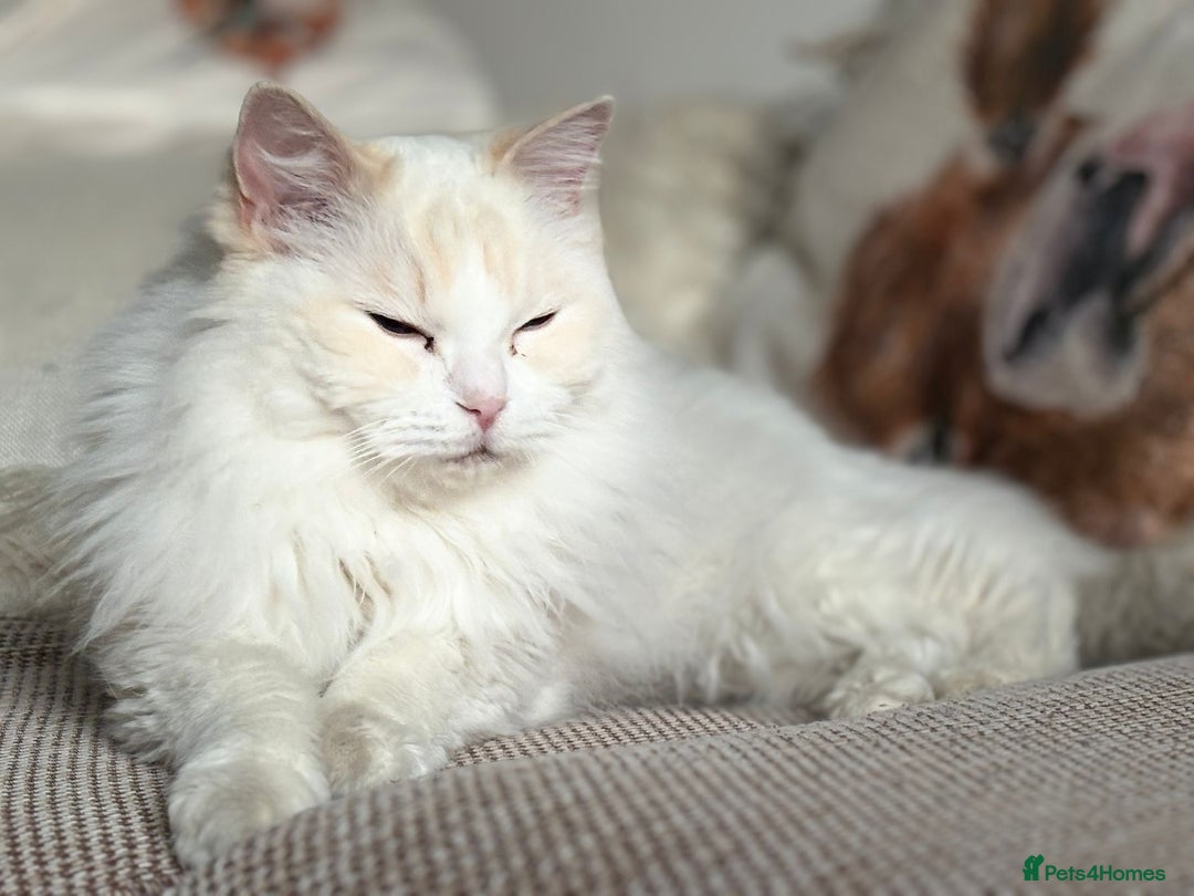 Ragdoll cats for sale: Loving pair of cats  - Image 4