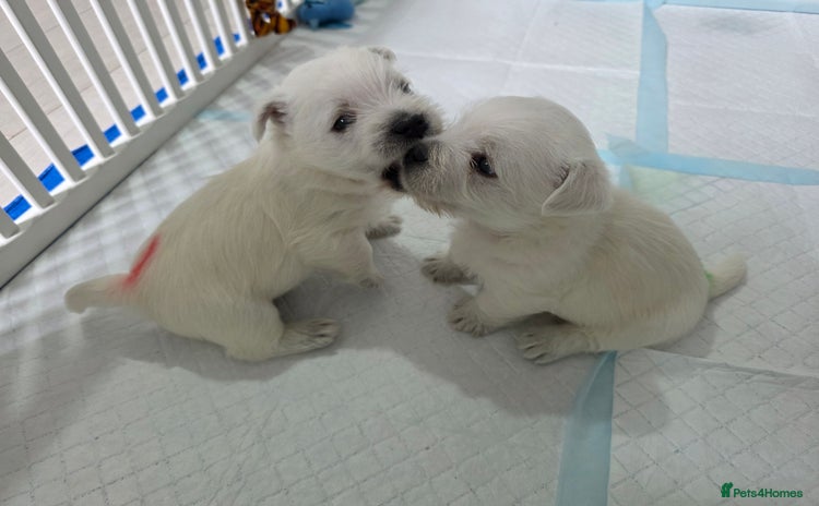 West Highland Terrier dogs - Advert 1
