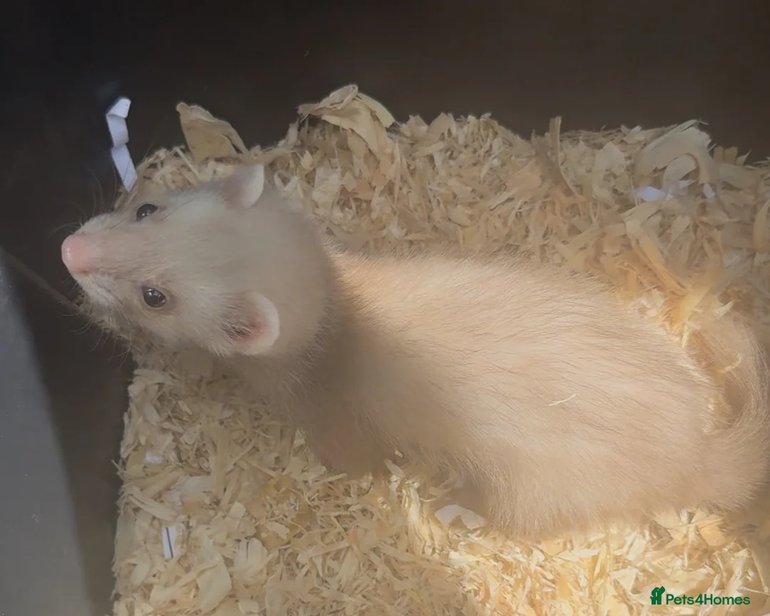 Ferret rodents for sale:  Small Sandy Hob Kit - Advert 1