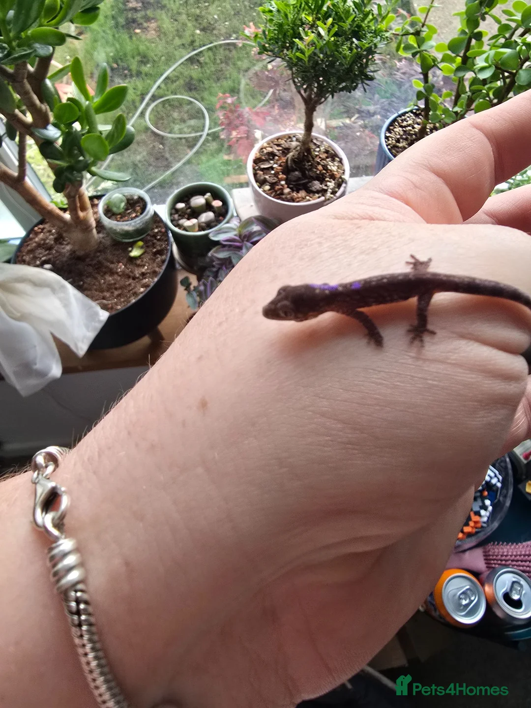 Gecko reptiles for sale: Chameleon Gecko bauers  in Thame - Advert 3
