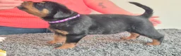 Rottweiler dogs for sale: Stunning fully health tested rottweiler pups in Sheffield - Advert 9