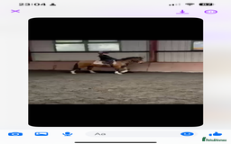 Welsh Section C horses for sale: Stunning Welsh pony  in Southport - Image 4