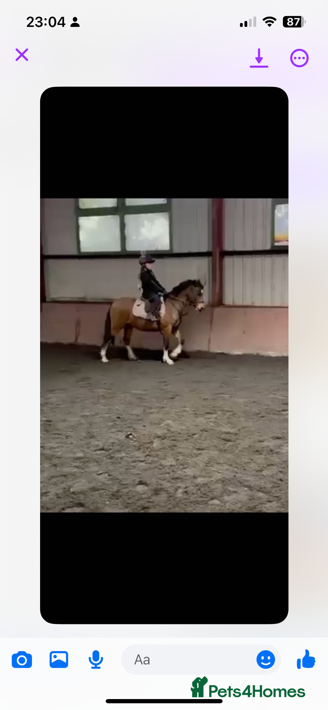 Welsh Section C horses for sale: Stunning Welsh pony  in Southport - Image 4