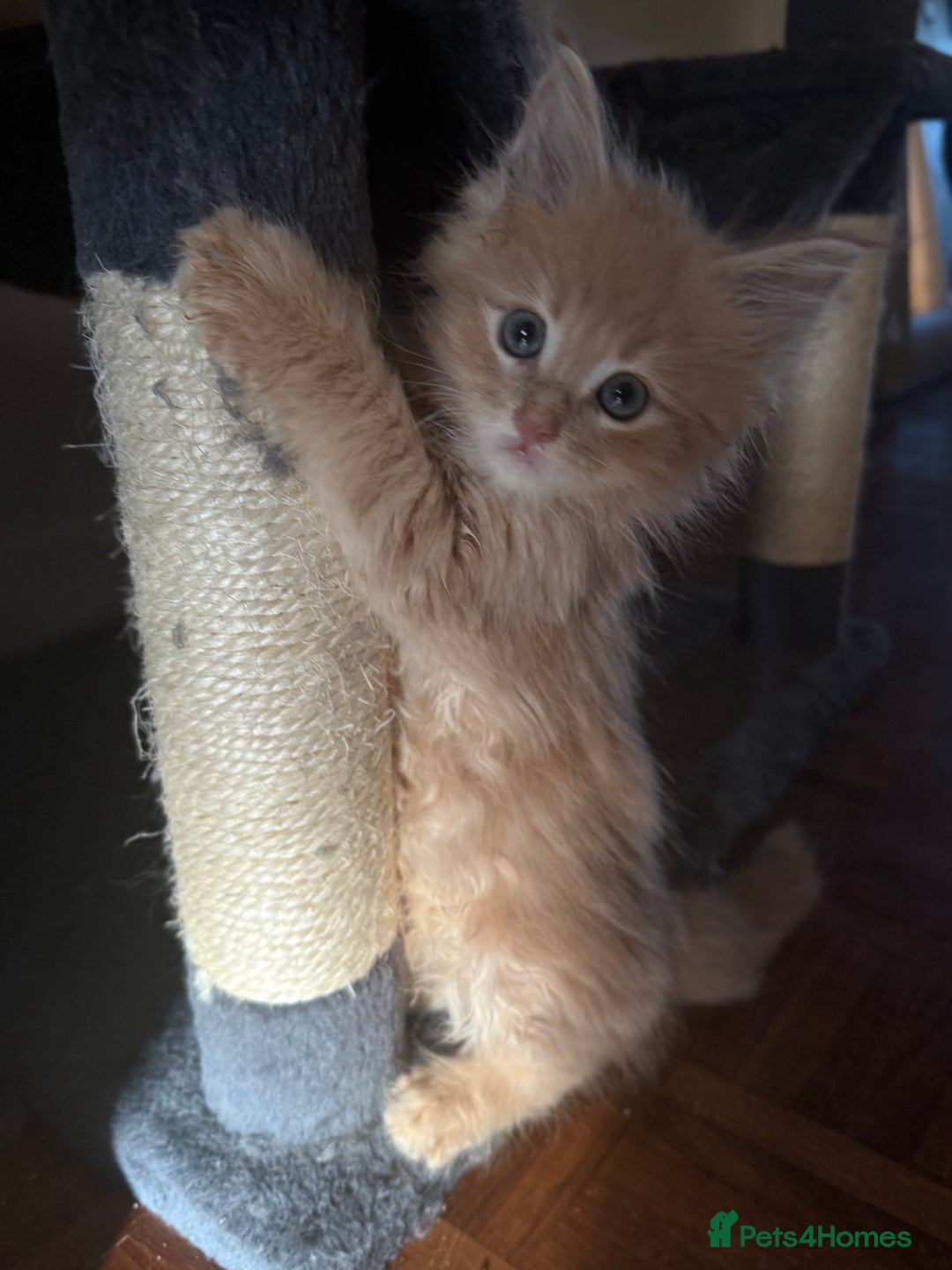 Maine Coon cats for sale: Pedigree fluffy Maine coon kittens (last3 boys) - Image 9