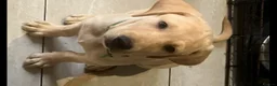 Labrador Retriever dogs for sale: Gorgeous Labrador Puppies, ready for forever homes - Advert 36