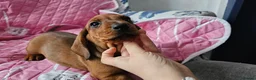 Dachshund dogs for sale: Ready Now ! KC Standard Dachshund puppies!  - Advert 10