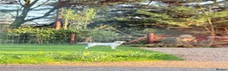 Labrador Retriever dogs for stud: Standing at stud Thistlerun white river of rednels in Thetford - Advert 4