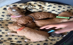 Cockapoo dogs for sale: 5 Beautiful Cockapoo Puppies  - Image 17