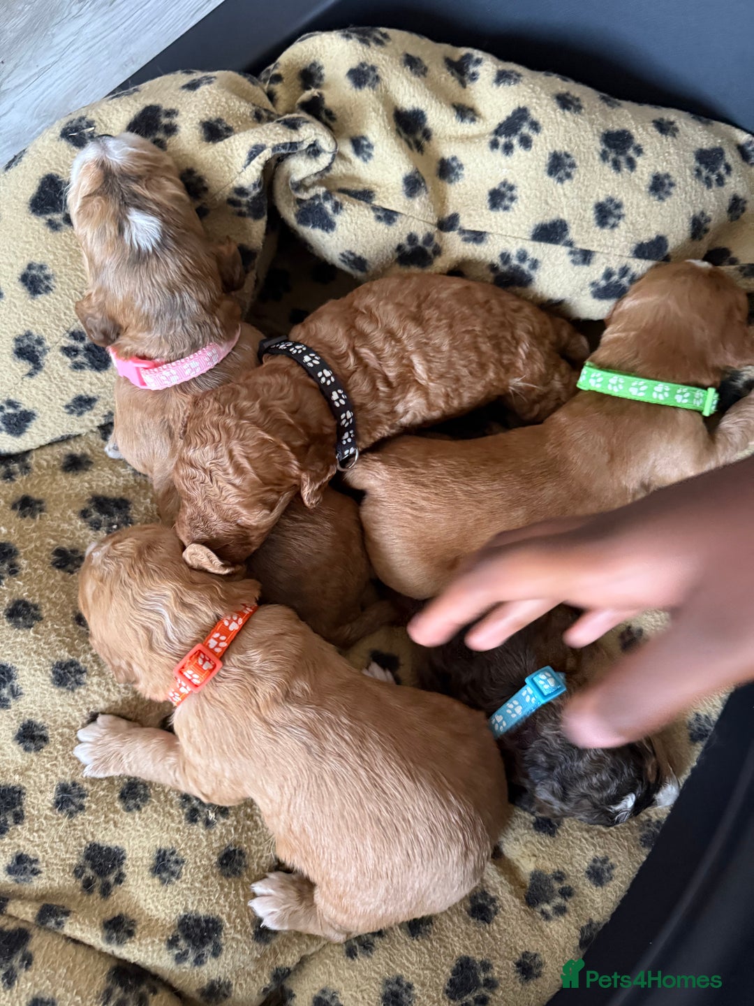 Cockapoo dogs for sale: 5 Beautiful Cockapoo Puppies  - Image 17