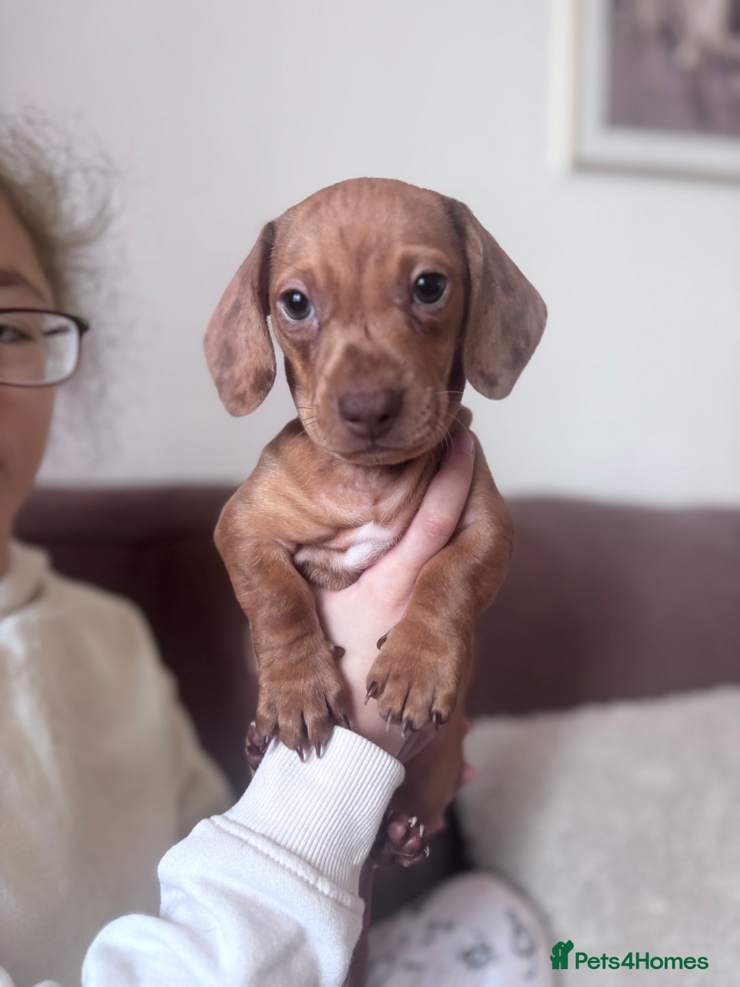Miniature Dachshund dogs for sale: Kc reg miniature dachshund  - Image 6