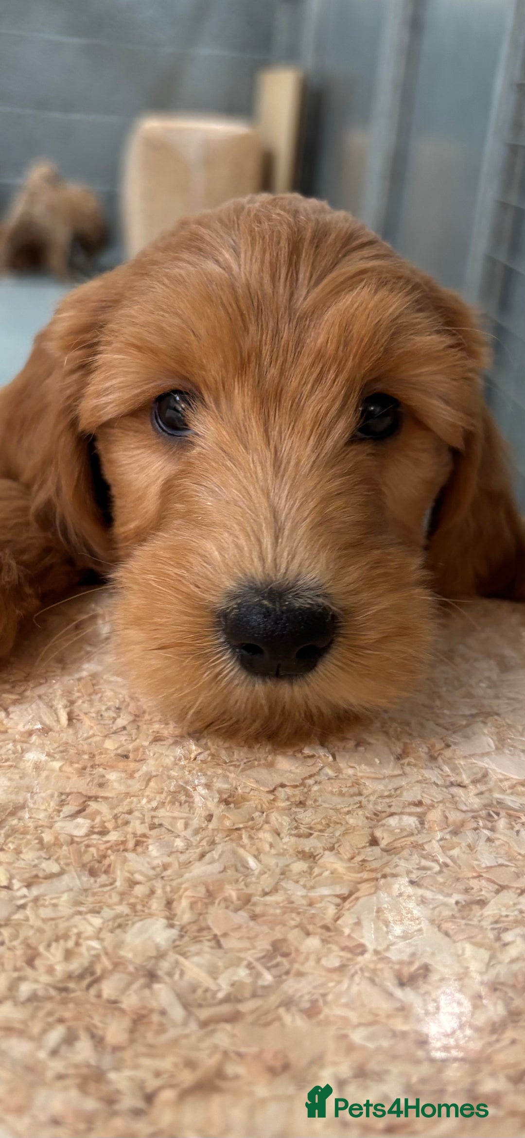 Goldendoodle dogs for sale: F1 miniature Goldendoodle puppies. - Image 5