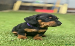 Dachshund dogs for sale: Stunning Dachshund Puppies  - Image 29