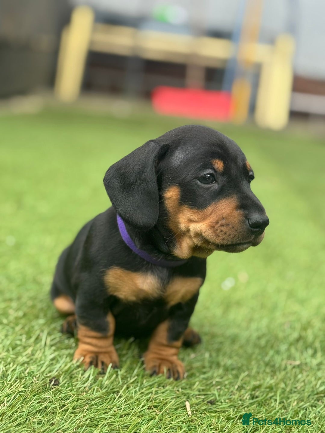 Dachshund dogs for sale: Stunning Dachshund Puppies  - Image 29