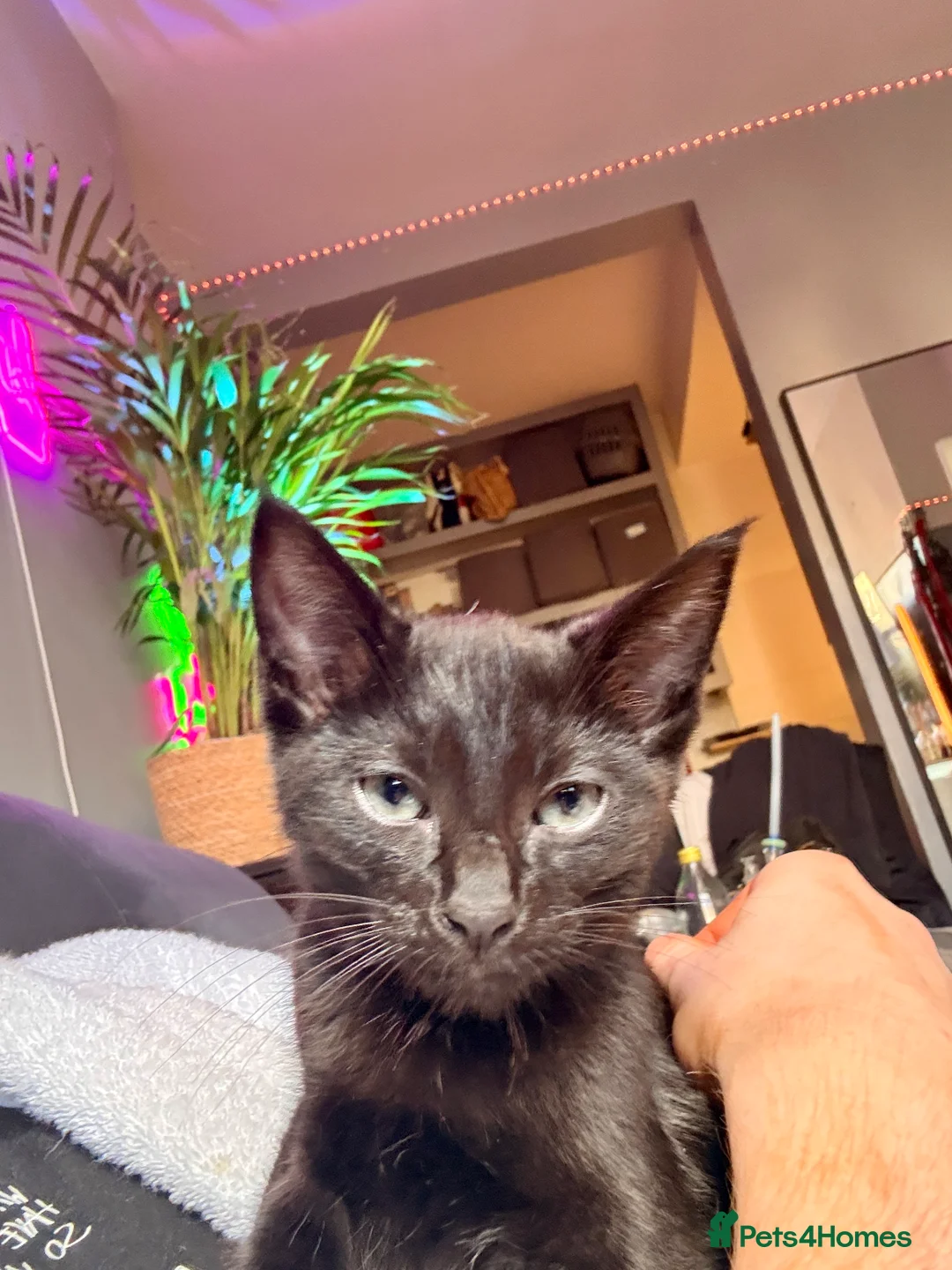 Siamese cats for sale: Affectionate Siamese Type Kittens Indoor Raised - Advert 2